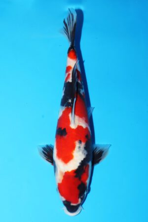 GK-3349 - Showa - Isa