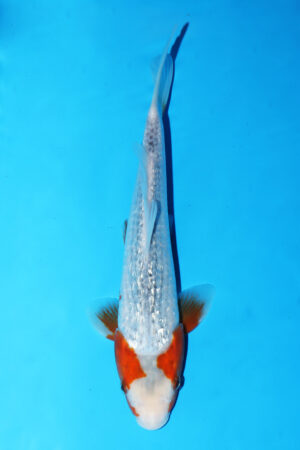 GK-3350 - Gin Rin Asagi - Hosokai