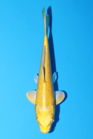 GK-3353 - Yamabuki Ogon - Sakasume