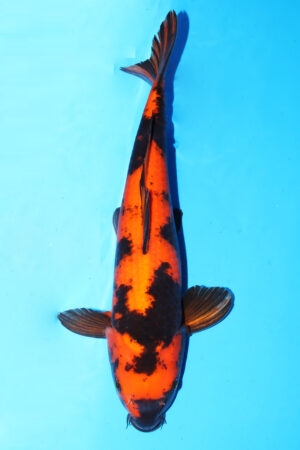 GK-3355 - Hi Utsuri - Shinoda