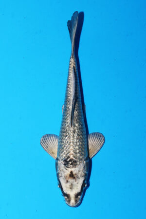 GK-3356 - Kin Kabuto - Sakasume