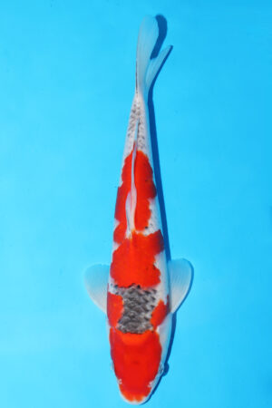 GK-3361 - Goshiki - Hiroi/Connias