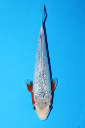 GK-3362 - Gin Rin Asagi - Hosokai