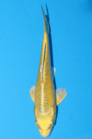 GK-3364 - Ki Matsuba - Sakasume