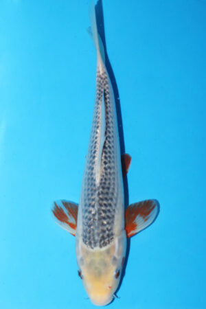 GK-3368 - Asagi - Hosokai