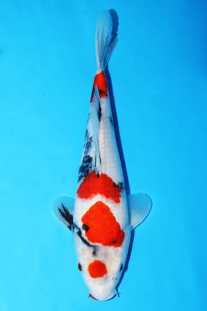 GK-3373 - Showa - Isa