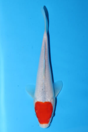 GK-3374 - Tancho Goshiki - Masaki