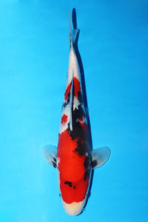 GK-3378 - Showa - Isa