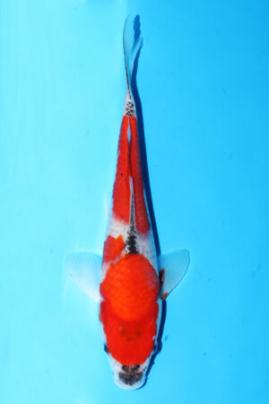 GK-3379 - Goshiki - Masaki