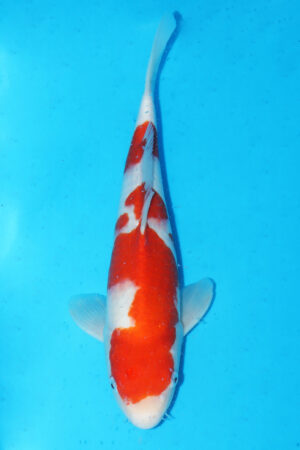 GK-3381 - Kohaku - Momotaro