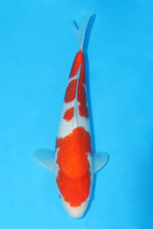 GK-3386 - Kohaku - Momotaro