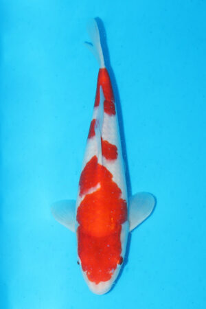 GK-3387 - Kohaku - Momotaro