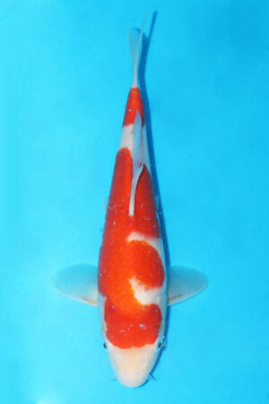 GK-3388 - Kohaku - Momotaro