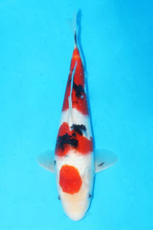 GK-3389 - Sanke - Momotaro