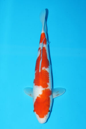 GK-3394 - Kohaku - Momotaro