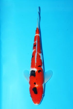 GK-3399 - Sanke - Momotaro