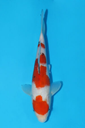 GK-3400 - Sanke - Momotaro