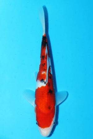 GK-3403 - Sanke - Momotaro