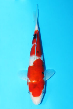 GK-3404 - Sanke - Momotaro