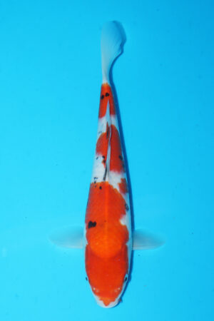 GK-3405 - Sanke - Momotaro