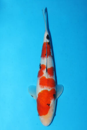 GK-3390 - Sanke - Momotaro