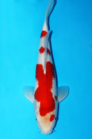 GK-3418 - Kohaku - Momotaro