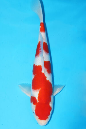 GK-3419 - Kohaku - Momotaro