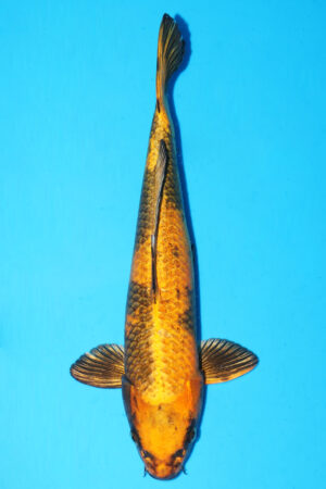 GK-3421 - Kin Ki Utsuri - Marusaka