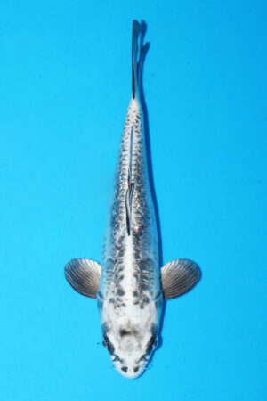 GK-3422 - Aragoke - Takatatsu