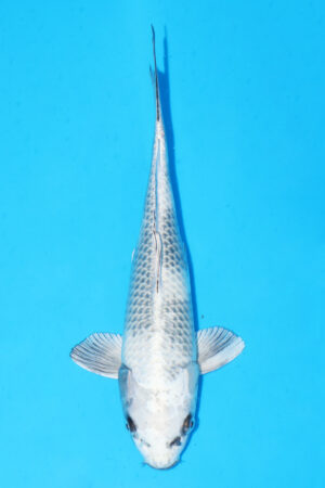 GK-3423 - Gin Shiro Utsuri - Marusaka