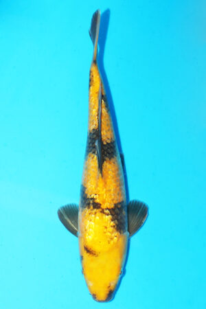 GK-3425 - Gin Rin Ki Utsuri - Maruhiro