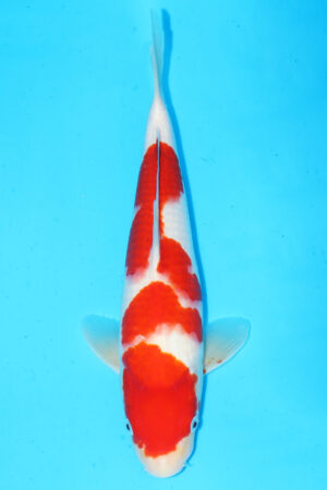 GK-3427 - Kohaku - Matsue