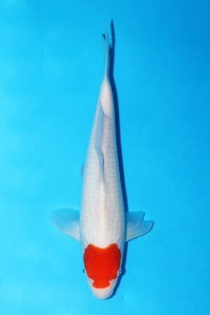 GK-3430 - Tancho Kohaku - Matsue