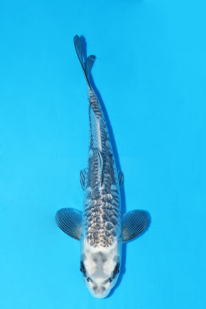 GK-3431 - Aragoke - Takatatsu