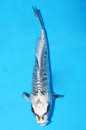 GK-3432 - Aragoke - Takatatsu