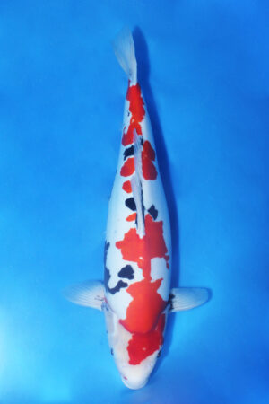 GK-3485 - Doitsu Sanke - Shinoda