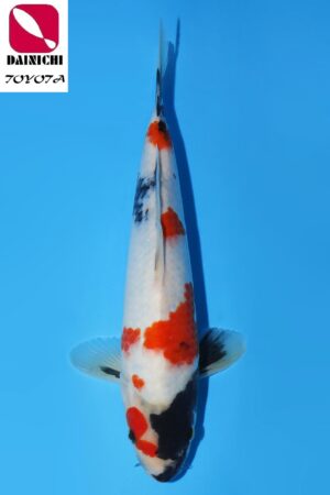 GK-3454 - Showa - Dainichi