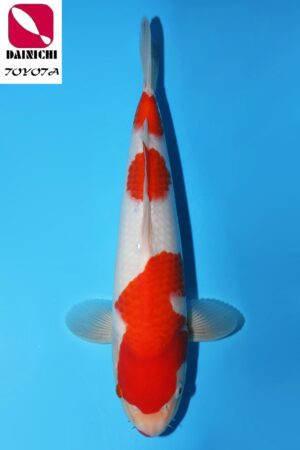 GK-3459 - Kohaku - Dainichi
