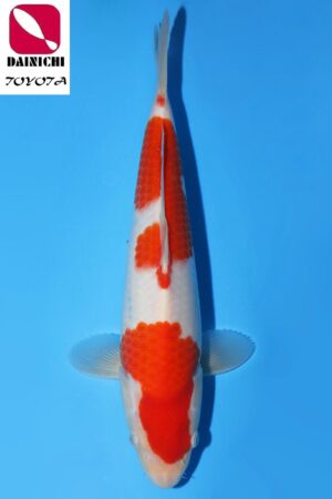 GK-3461 - Kohaku - Dainichi