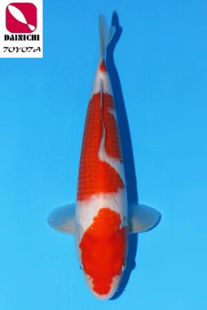GK-3462 - Kohaku - Dainichi