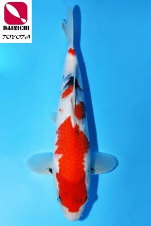 GK-3463 - Showa - Dainichi