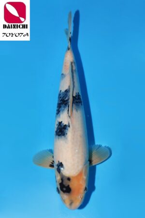 GK-3457 - Shiro Utsuri - Dainichi