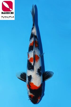 GK-3466 - Showa - Dainichi