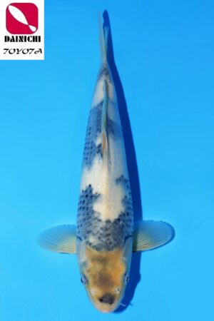 GK-3469 - Shiro Utsuri - Dainichi