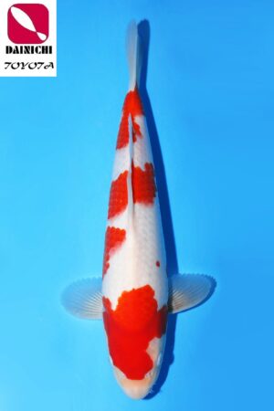 GK-3474 - Kohaku - Dainichi