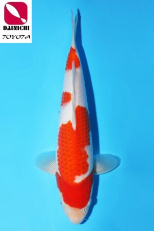GK-3476 - Kohaku - Dainichi