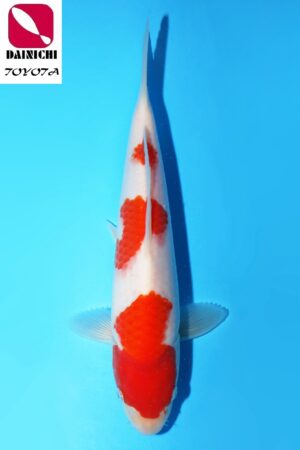 GK-3477 - Kohaku - Dainichi
