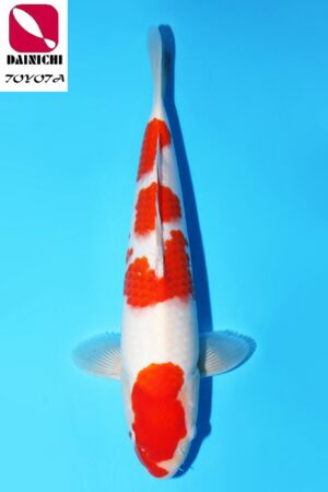 GK-3479 - Kohaku - Dainichi