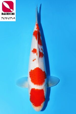 GK-3480 - Kohaku - Dainichi