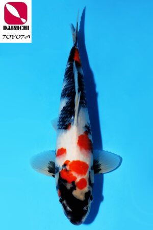 GK-3481 - Showa - Dainichi